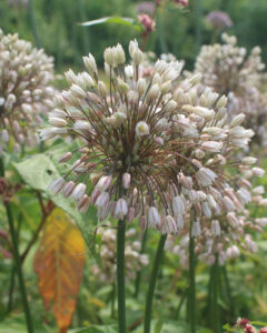 Allium convallarioides Pink