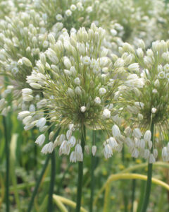 Allium convallarioides White