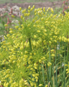 Allium convallarioides Yellow