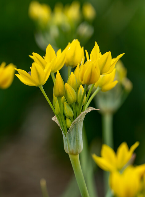 Bio Allium moly Jeannine