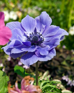 Anemone coronaria Lord Lieutenant