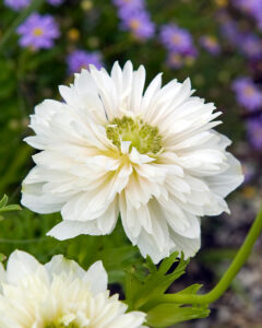 Anemone coronaria Mount Everest