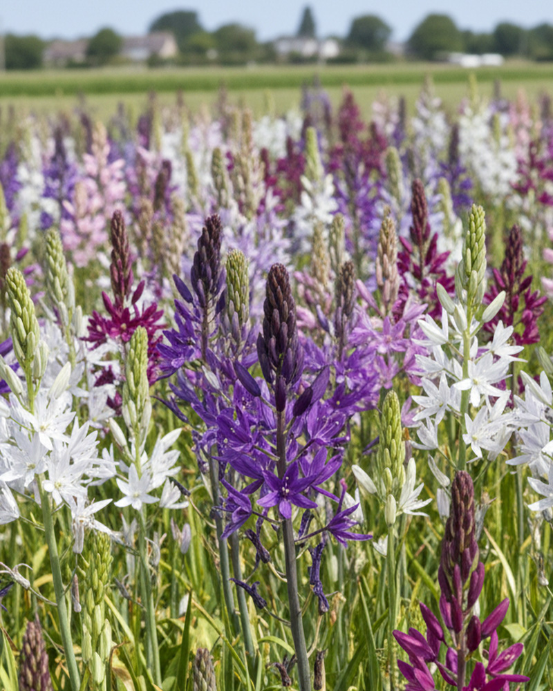 Camassia Mix