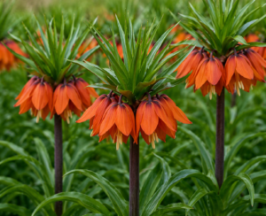 Fritllaria imp. Sunrise