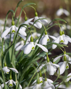 Galanthus Mount Everest