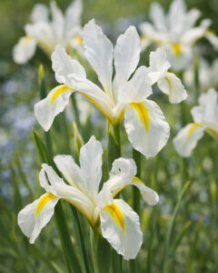 Iris reticulata Louise
