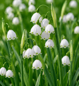 Leucojum aestivum Bridesmaid