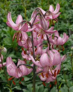 Lilium martagon Candy Morning