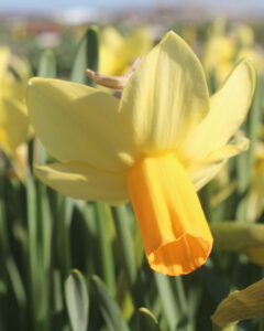 Narcissus Fidan