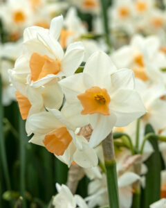 Narcissus Kapiti Peach