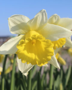 Narcissus Melyor