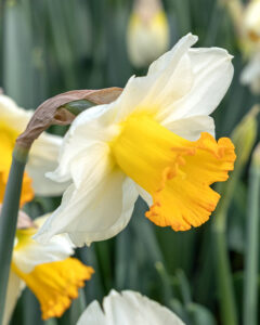 Narcissus Orange Sunset