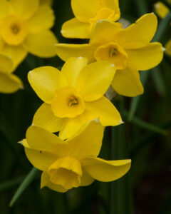 Narcissus Sabrosa