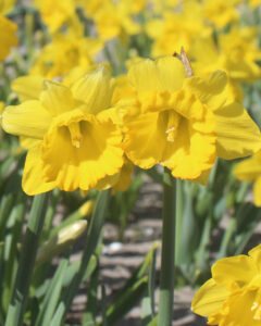 Narcissus Say Cheese