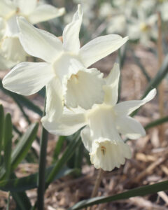 Narcissus Snow Baby