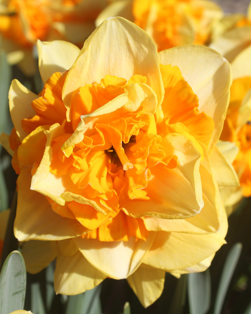 Narcissus Sun Catchers