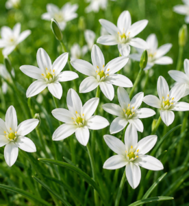 Organic Ornithogalum White Trophy