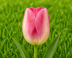Tulip Triumph Judith Leyster