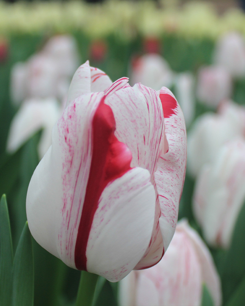Tulip One Direction