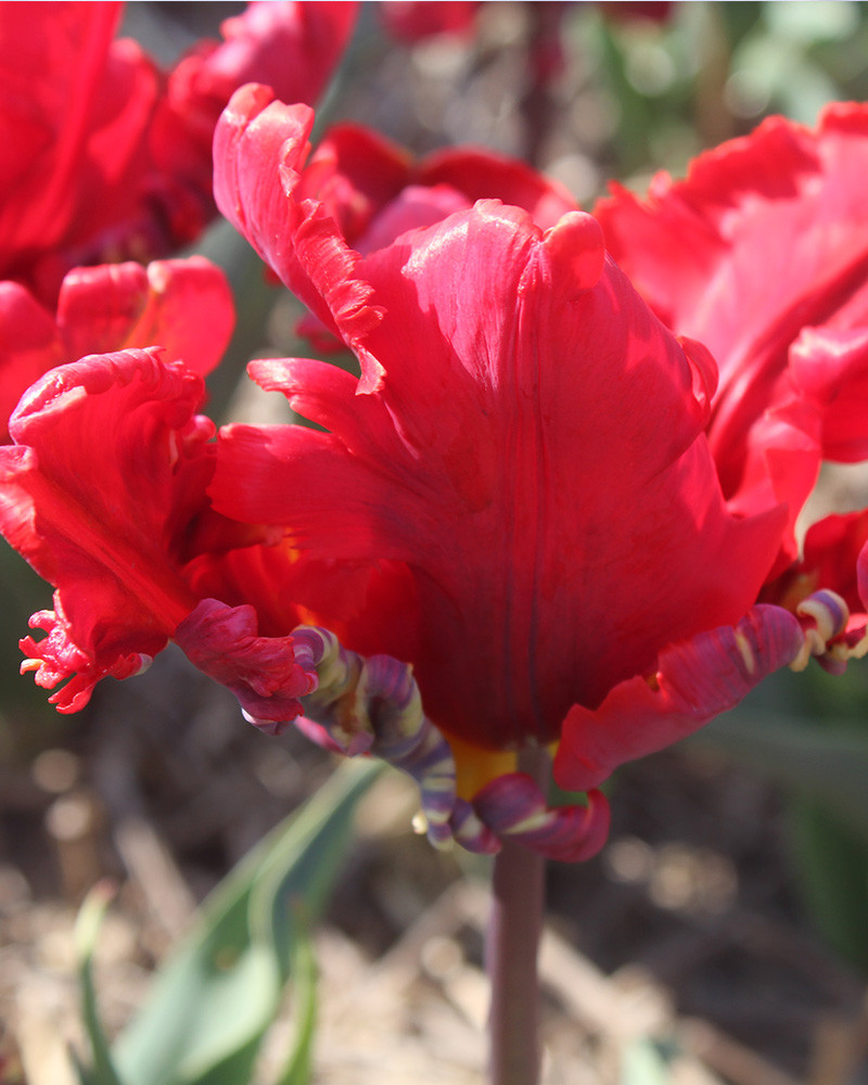 Tulip Seadov Parrot