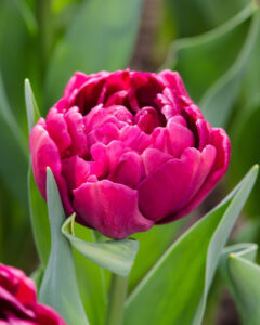Tulip Alison Bradley