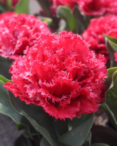 Tulip Bendigo