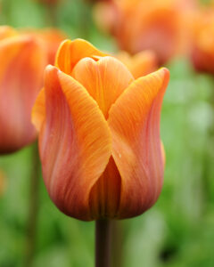 Tulip Triumph Cairo