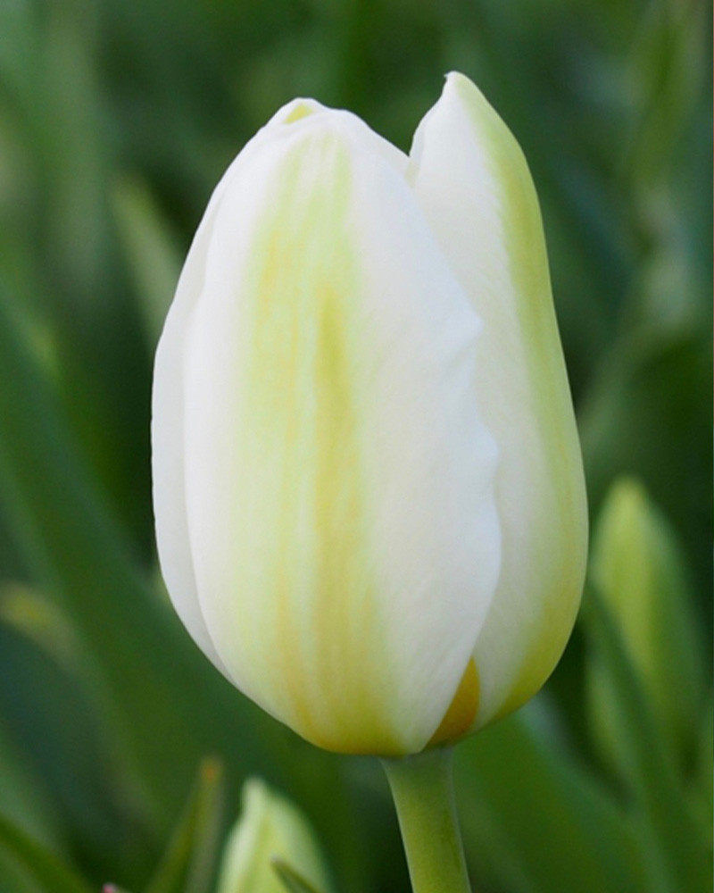 Tulip Catherina