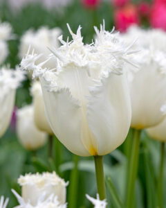 Tulipa Cricko