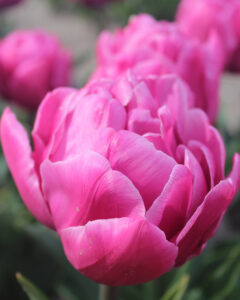 Tulipa Double You