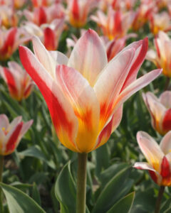 Tulip Floresta