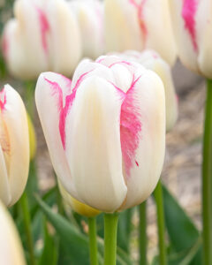 Tulipa Graceland
