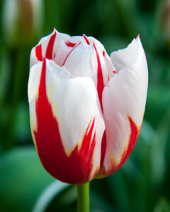 Tulip Happy Generation