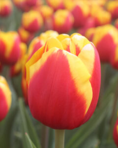 Tulip Jumpshot