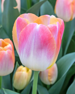 Tulipa Kunyun