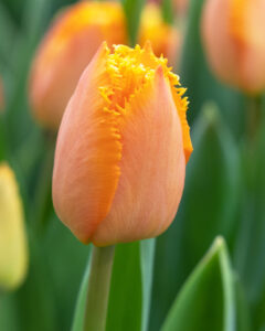 Tulip Ogene