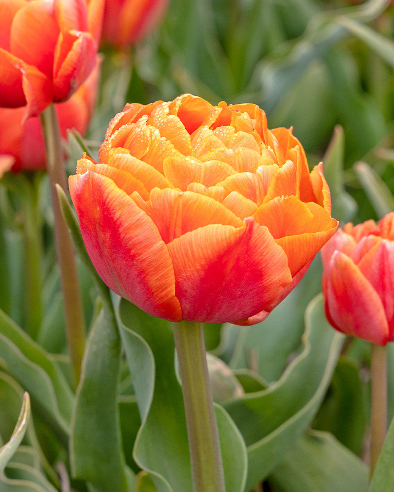 Tulip Orange Flavour