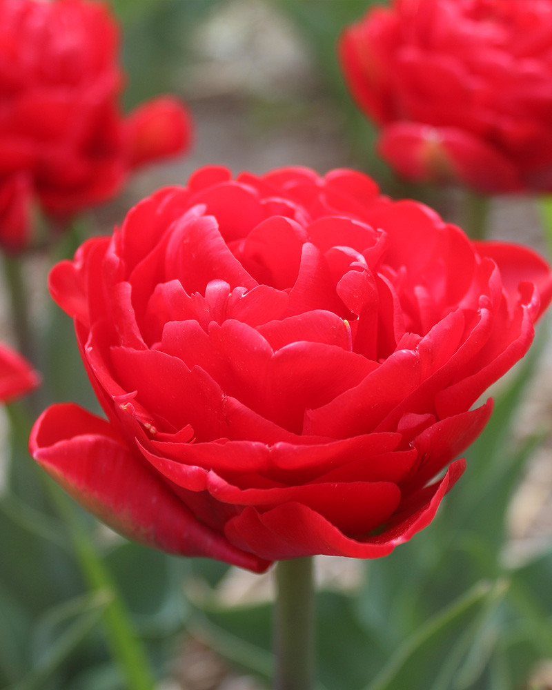 Tulip Pamplona