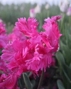 Tulip Power Parrot