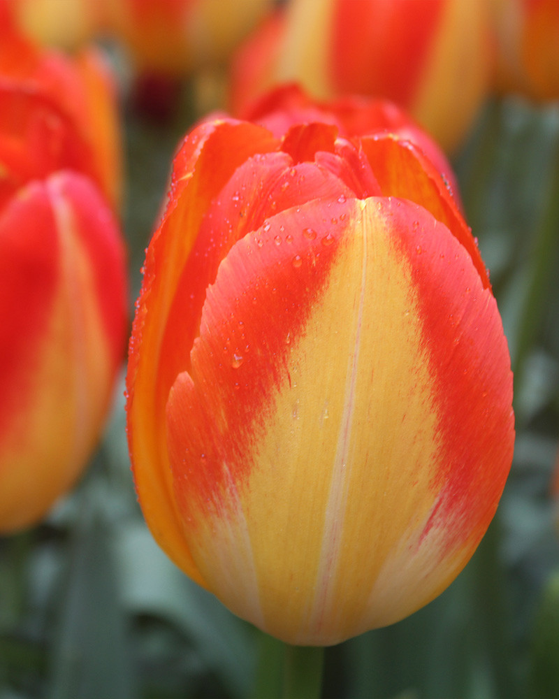 Tulip Prinz Armin