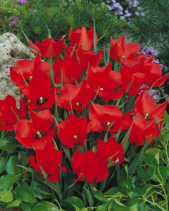 Tulipa Red Hunter