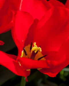 Tulip Red Purissima