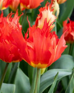 Tulipa Robbedoes