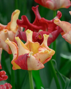 Tulipa Striped Crown
