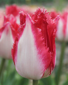 Tulip Sweet Simone