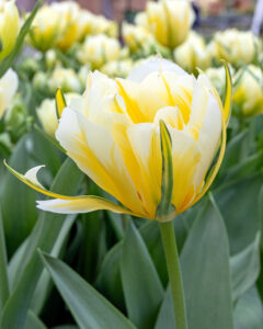 Tulip Sweet Valley