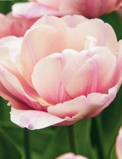 Double Late Tulip Tabledance