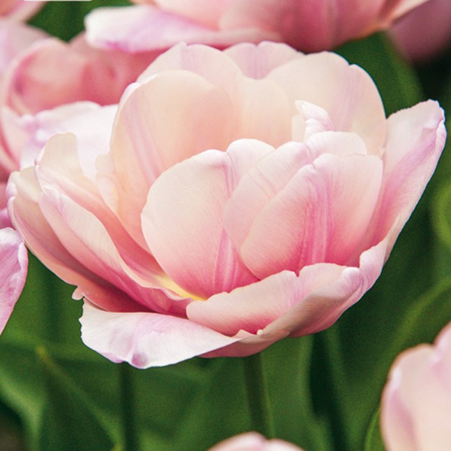 Double Late Tulip Tabledance