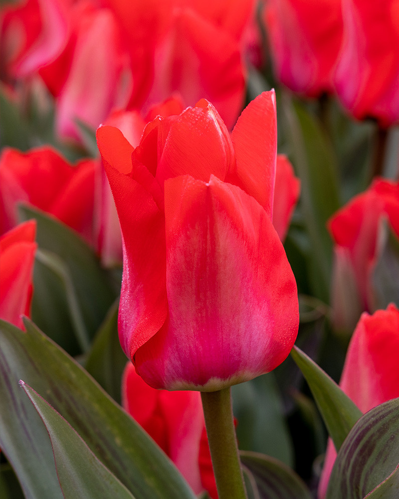 Tulip Trauttmansdorff