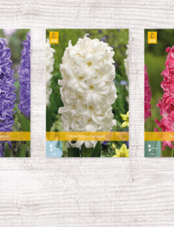 200 Hyacinth Single A